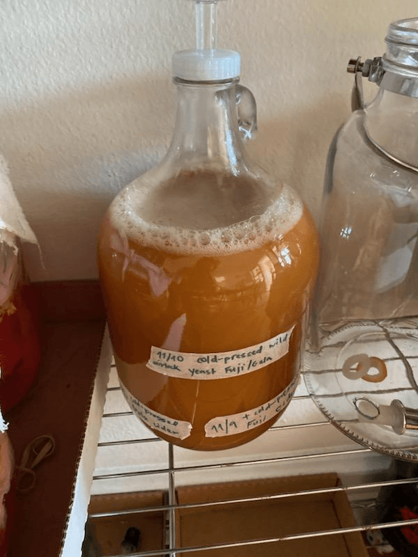1 gal glass fermentor full of cold-pressed apple cider......
